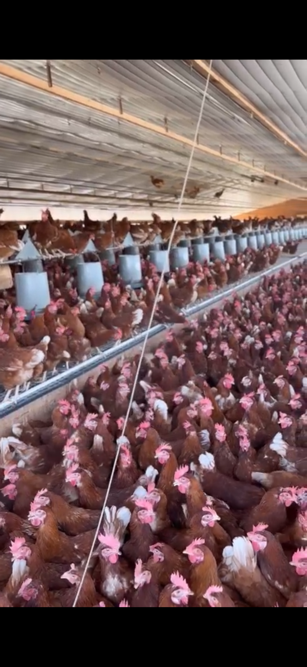 BuiltOn Technology Returns to Its Roots: Merging Innovation With Agriculture Through Affordable Red Hy-Line Laying Hens